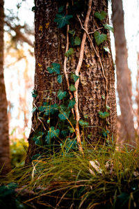 Close-up of ivy on tree trunk in forest