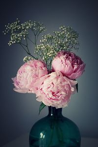 Close-up of pink rose