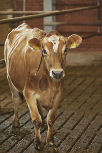 Portrait of cow