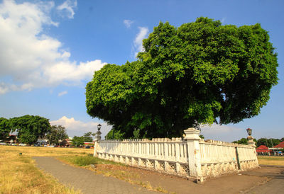 Trees by footpath against sky