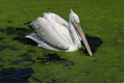 High angle view of white pelikaan in lake