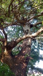 Low angle view of trees in forest