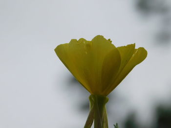 Close-up of rose plant