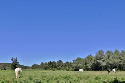 Sheep grazing on grassy field