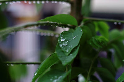 Close-up of raindrops on leaves