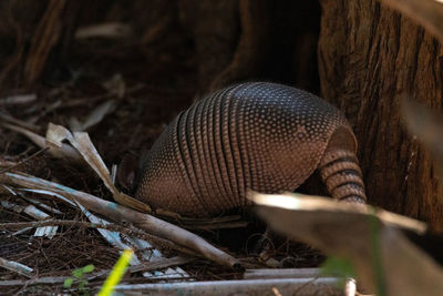 Foraging nine-banded armadillo dasypus novemcinctus in the woods of naples, florida