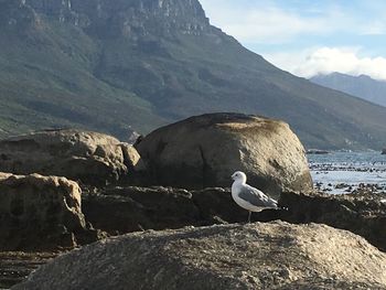 Swans on mountain against sky