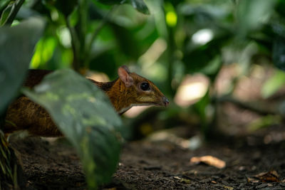 Lesser ibdo-malayan mouse-deer against green foliage