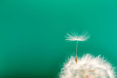 Close-up of dandelion against green background