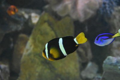 View of fish swimming in sea