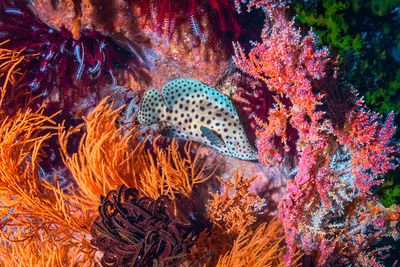 Fish swimming in sea