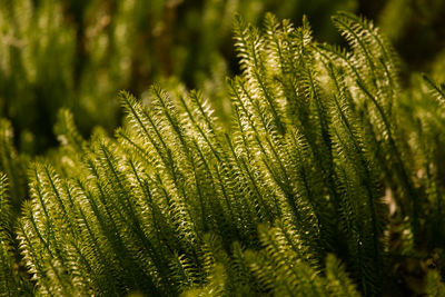 Close-up of fern leaves