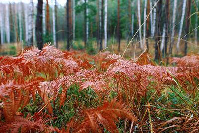 Autumn colors