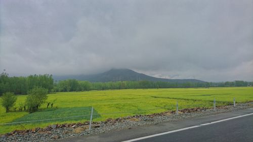 Scenic view of agricultural field against sky