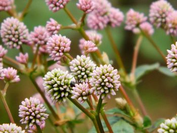 Close-up of pink flowering plants