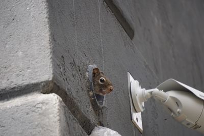 High angle view of lizard on wall