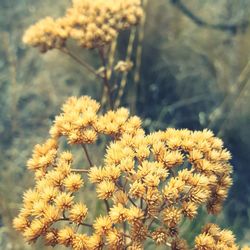 Close-up of yellow flowers