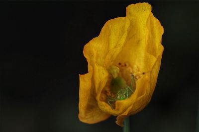 Grasshopper in yellow flower against black background