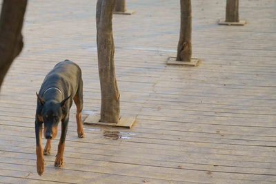 Dog on floor