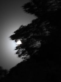 Low angle view of silhouette trees against sky at night