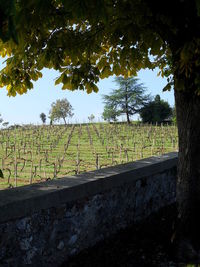 Trees on grassy field