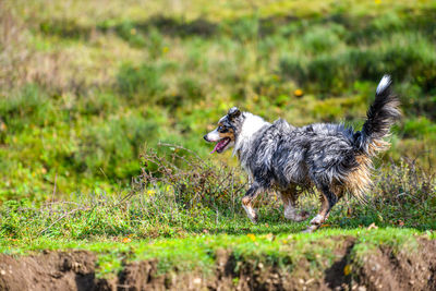 Dog running on field