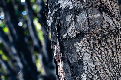 Close-up of tree trunk