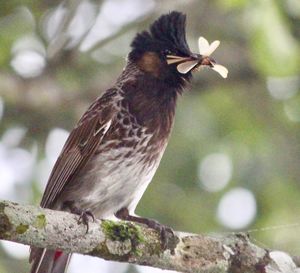 Close-up of bird perching on tree