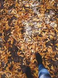 Low section of person standing on autumn leaves