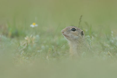 Close-up of squirrel