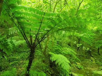 Trees in forest