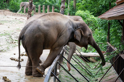 Close-up of elephant