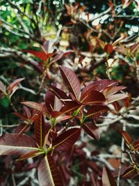 Close-up of autumn leaves on tree