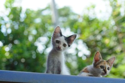 Portrait of kittens in the dark