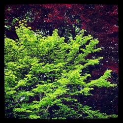 Plants growing on tree