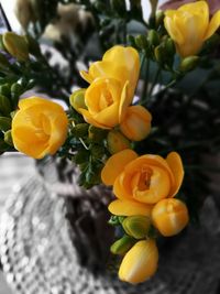 Close-up of yellow rose