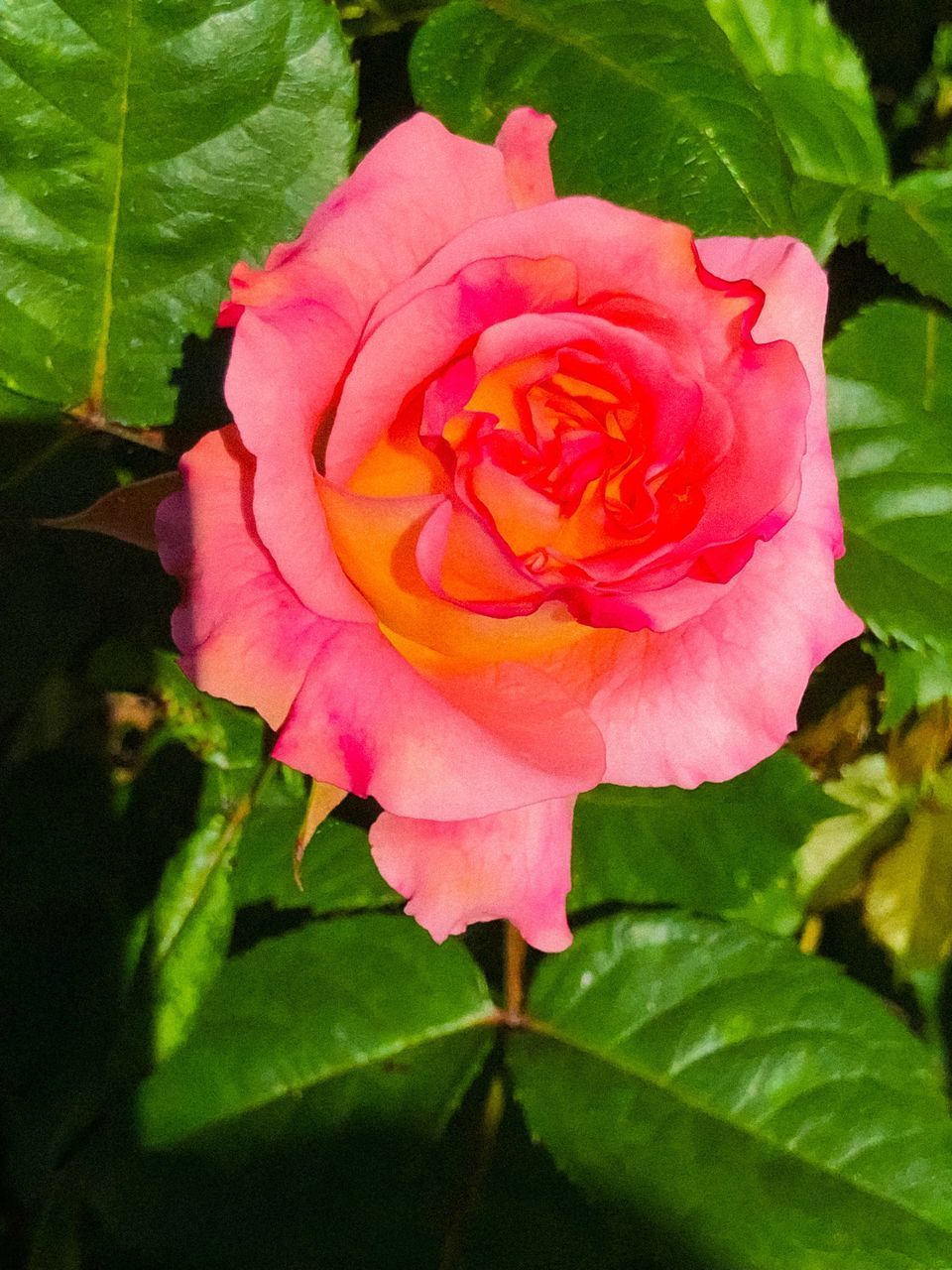 CLOSE UP OF PINK ROSE