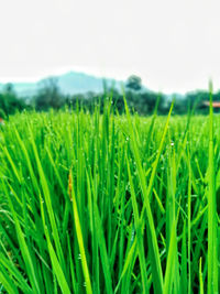 Close-up of crop in field