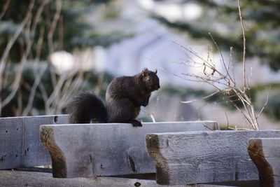 Squirrel outdoors in winter