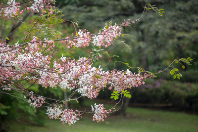 Close-up of pink flowers on tree