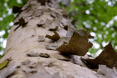 Close-up of wood
