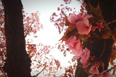 flowering plant