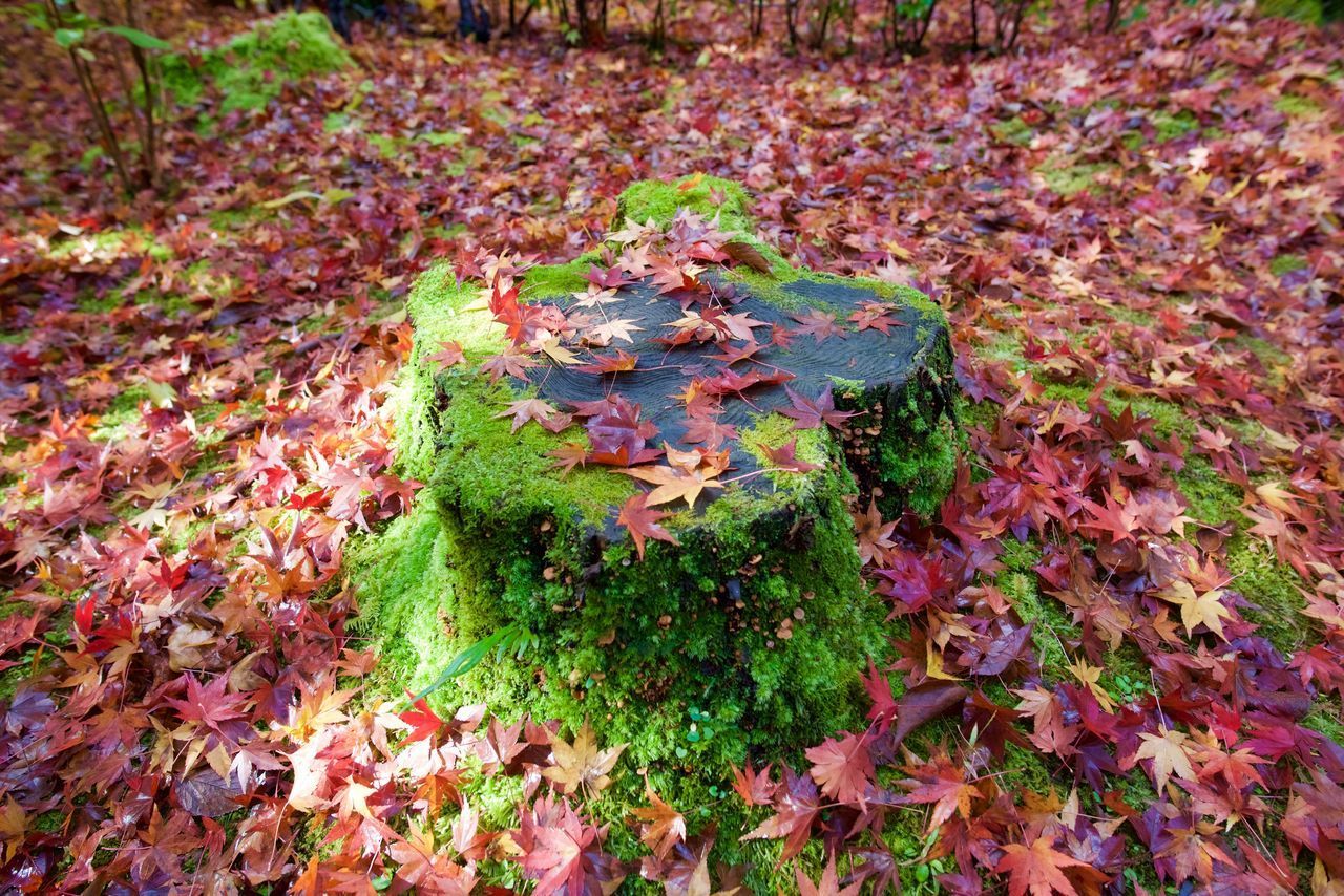 HIGH ANGLE VIEW OF MAPLE LEAVES ON LAND