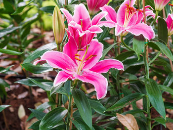 Close-up of pink flowering plant