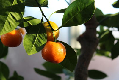 Close-up of orange fruit on tree