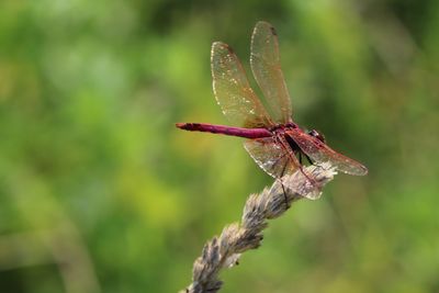 Close-up of insect on plant