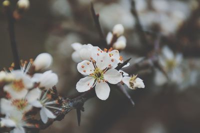 Close-up of cherry blossoms in spring