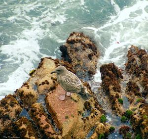 High angle view of bird perching on rock by sea