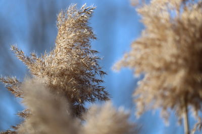 Low angle view of plants against sky during winter