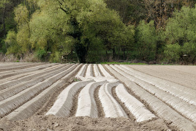 Scenic view of agricultural field